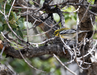 Townsends Warbler 4493